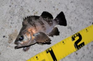 【まだ捨てるときじゃないかも！】夜釣りのケミホタルの保存・再利用の方法