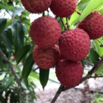 【時給制なら】オーストラリア ファームジョブ ライチピッキング入門【最高】