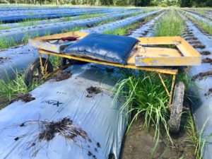 【オーストラリア ファームジョブ】ストロベリー ディギング（？）ジョブまとめ