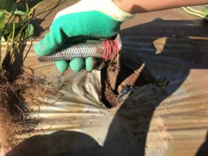 【ファーム最難関】オーストラリア ファームジョブ ストロベリー プランティングジョブまとめ