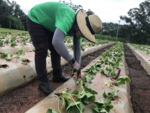 【腰を砕く作業】オーストラリアファームジョブ ストロベリー カッティングジョブ