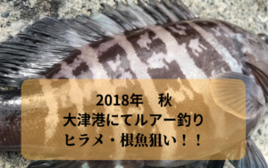 《大津港》にて夜釣り ヒラメ 根魚（メバル カサゴ クロソイ狙い）！
