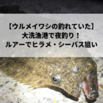 茨城県《大洗港》 で釣り　電気ウキでメバル　ルアーでヒラメ・シーバス狙い