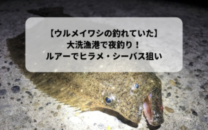 茨城県《大洗港》 で釣り　電気ウキでメバル　ルアーでヒラメ・シーバス狙い