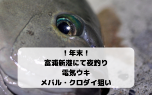 【2018年12月】千葉県 富浦新港で夜釣り 電気ウキでメバル・シーバス・ヒラメ・クロダイ狙い