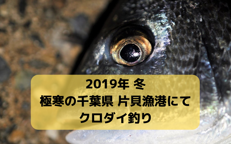 【2019年 1月】色んな魚種集う 千葉県 片貝漁港で夜釣り堤防 超クロダイ狙いで頑張った結果