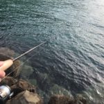 【2019年 ニュージーランド 釣り記】ウェリントン ROSENEATHにて釣りしてみた結果