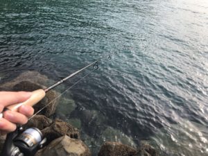 【2019年 ニュージーランド 釣り記】ウェリントン ROSENEATHにて釣りしてみた結果