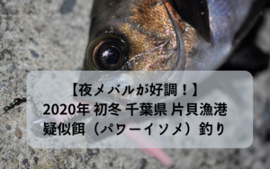 夜メバルが好調 年 初冬 千葉県片貝漁港で疑似餌 パワーイソメ 釣り シアターカミカゼ