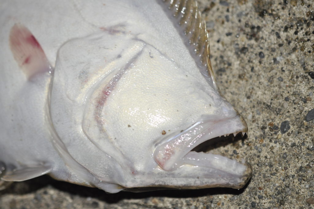まだまだ頗る釣れる 年 初冬 那珂川 河口でシーバス ヒラメ釣り シアターカミカゼ まだまだ頗る釣れる 年 初冬 那珂川 河口でシーバス ヒラメ釣り シアターカミカゼ