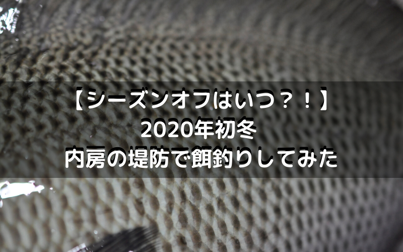 【シーズンオフはいつ？！】2020年初冬 まだまだ釣れる千葉県は内房の堤防で餌釣りしてみた