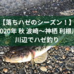 【落ちハゼのシーズン！】2020年 夏下旬 波崎～神栖 利根川の川辺でハゼ釣り