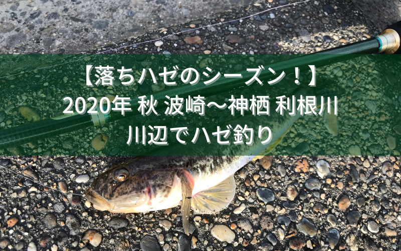 【落ちハゼのシーズン！】2020年 夏下旬 波崎～神栖 利根川の川辺でハゼ釣り