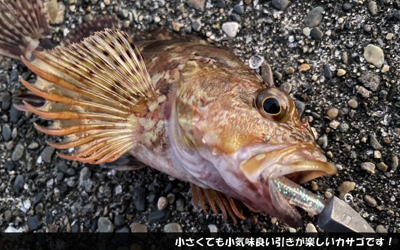 654円 代引き人気 エサ ジグヘッドで釣れる お手軽マイクロテンヤ Set メバル カサゴ 初心者 釣り Five Star ファイブスター
