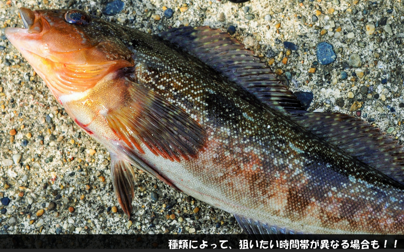 付与 ロックフィッシュ バス シーバス チャート グラブ 根魚 ヒラメ ワーム ルアー、フライ