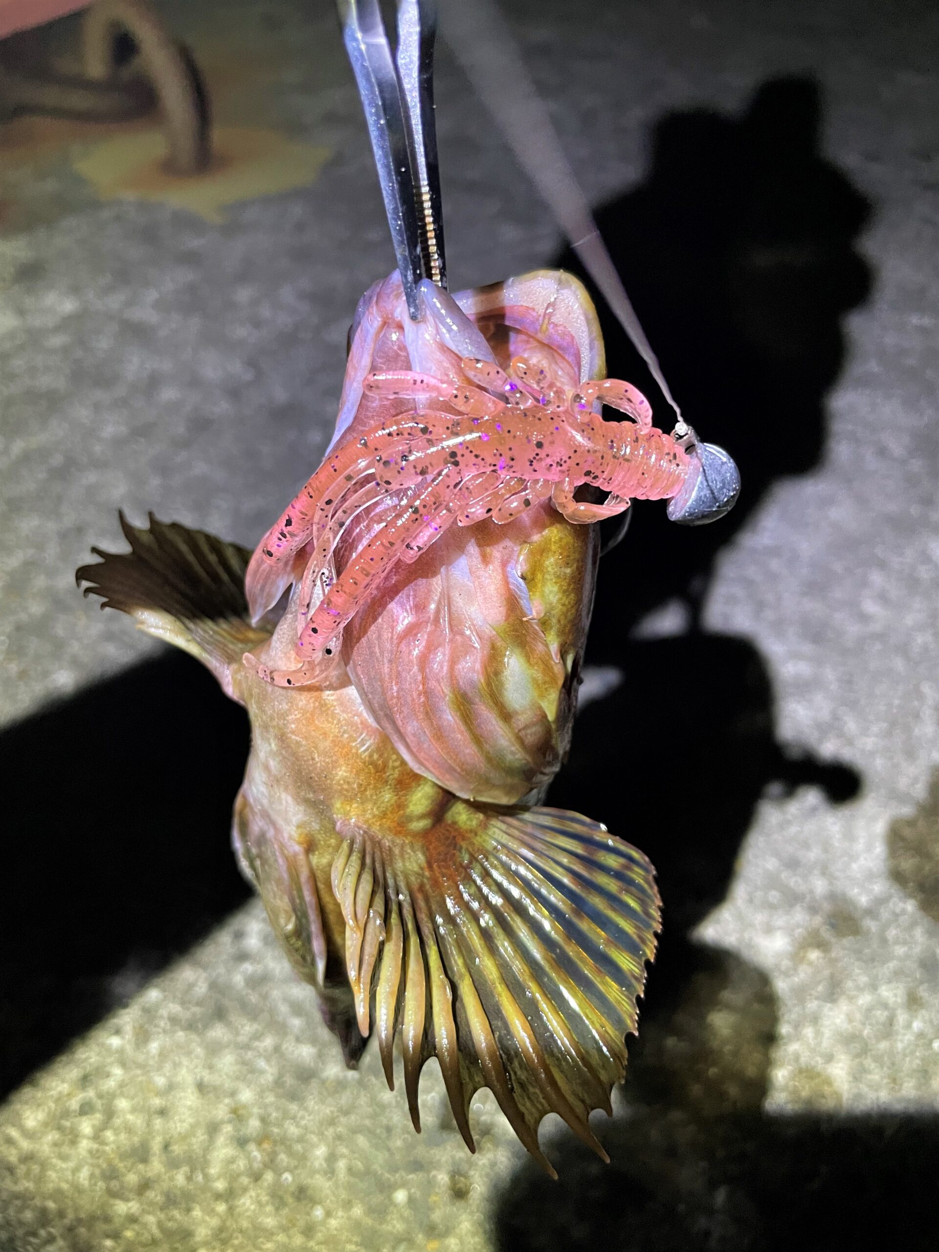 根魚絶滅注意 エコギア バグアンツこそ甲殻類ワームの至高 インプレ評価まとめ シアターカミカゼ