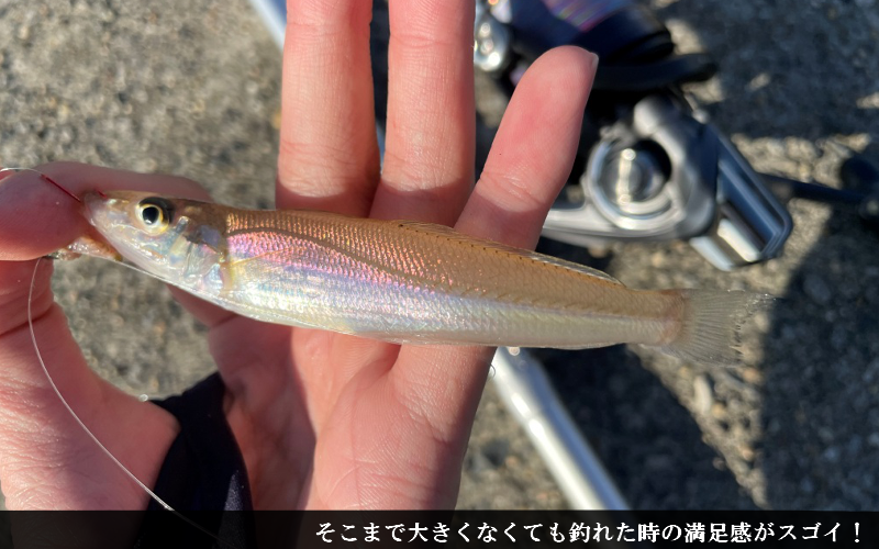 22年 遠投キス釣りに 投げ竿 おすすめランキング 選び方 高飛距離 コスパ最強 シアターカミカゼ 22年 遠投キス釣りに 投げ竿 おすすめランキング 選び方 高飛距離 コスパ最強 シアターカミカゼ