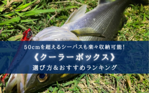 【2024年】シーバス釣り クーラーボックス おすすめ10選&選び方まとめ【コスパ最強!】