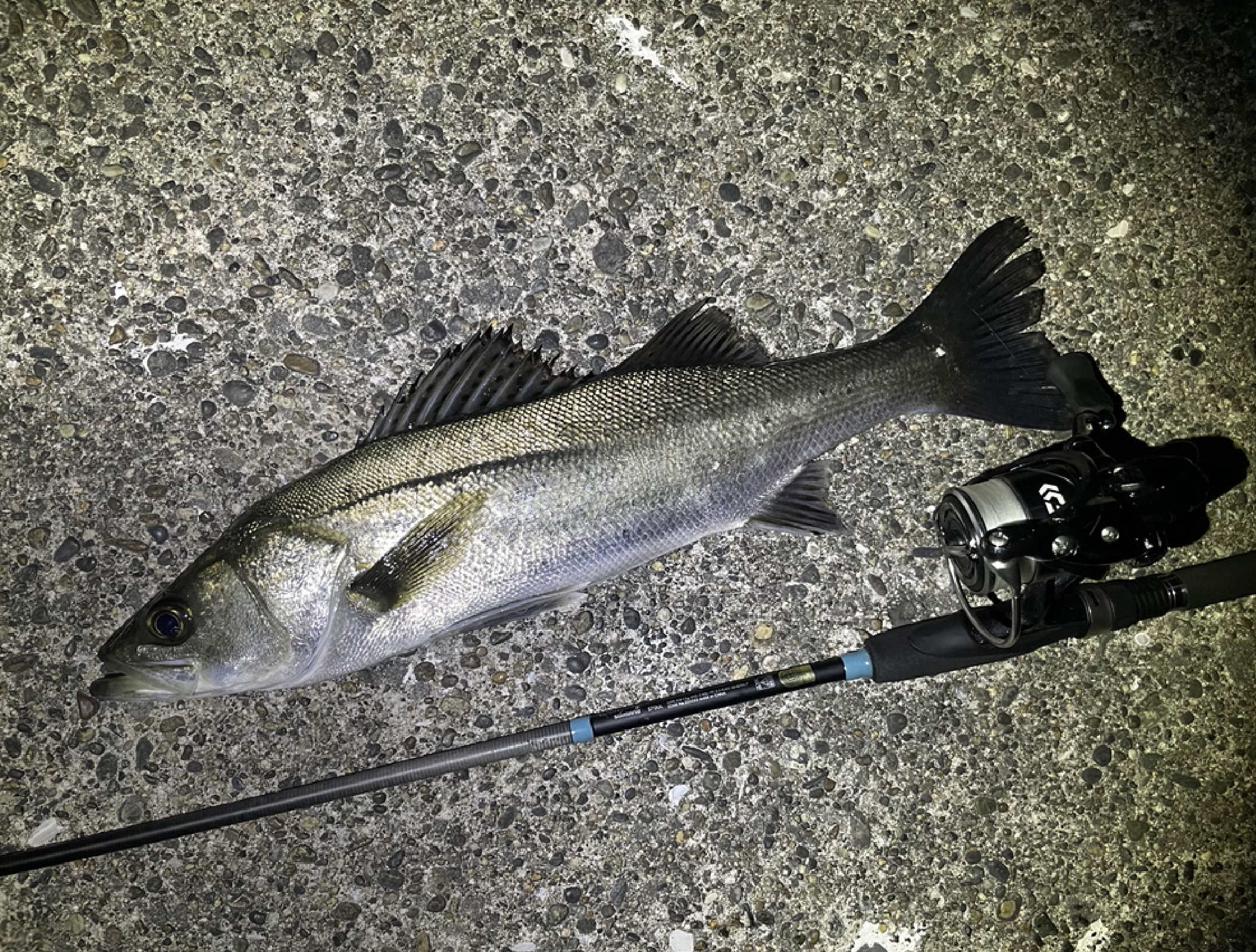 【未使用】DAIWA 20 月下美人 X 2000S コスパ最強？】ダイワ 20月下美人X LT2000Sの実釣インプレ評価