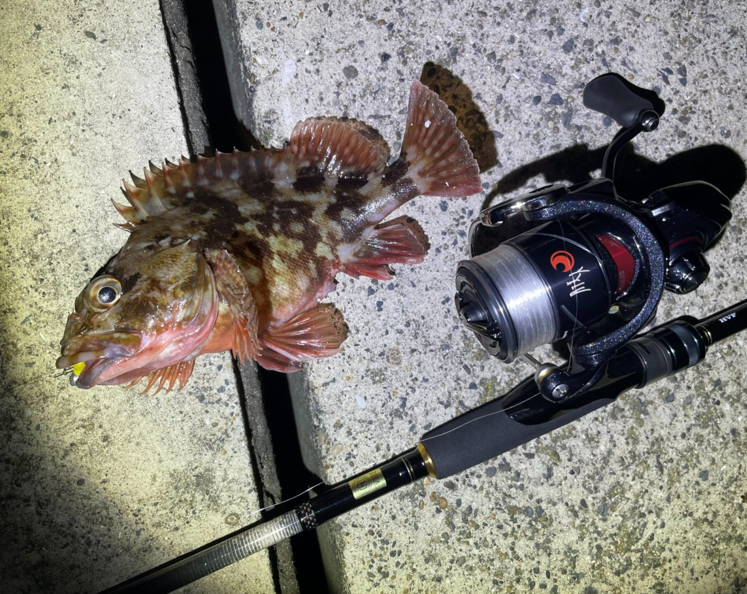 DAIWA　月下美人　X LT 2000S リール　アジ等 24月下美人Xを実釣インプレ。ライトゲームには最高のリールで