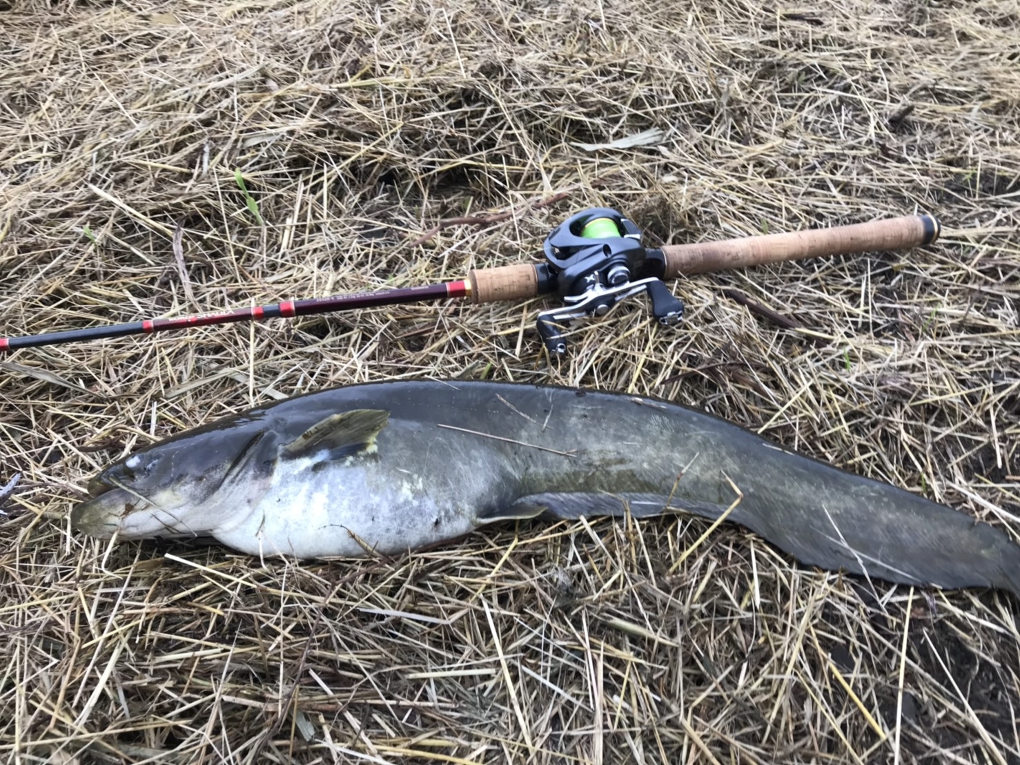 ナマズらいん 実釣比較】ナマズ釣り用ライン選びを解説。素材・号数・おすすめ