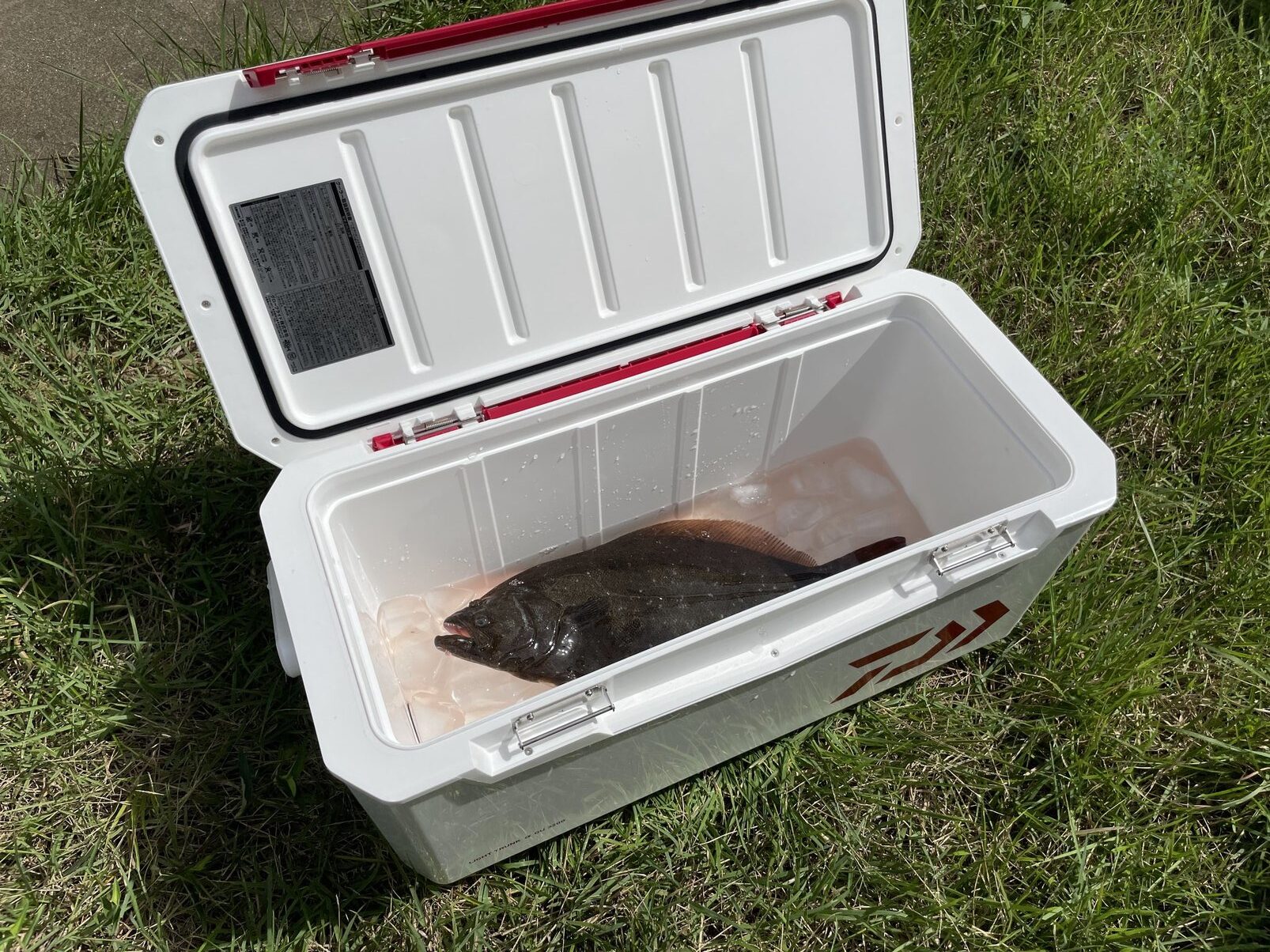 ダイワ (Daiwa) ライトトランクα S 3200 レッド ダイワ(DAIWA) クーラーボックス ライトトランクα S3200 レッド 釣り  32リットル 発泡スチロール ダイワ(DAIWA) クーラーボックス ライトトランクα S 3200 IM レッド 32リットル 発泡スチロール ダイワ (DAIWA) クーラー ...