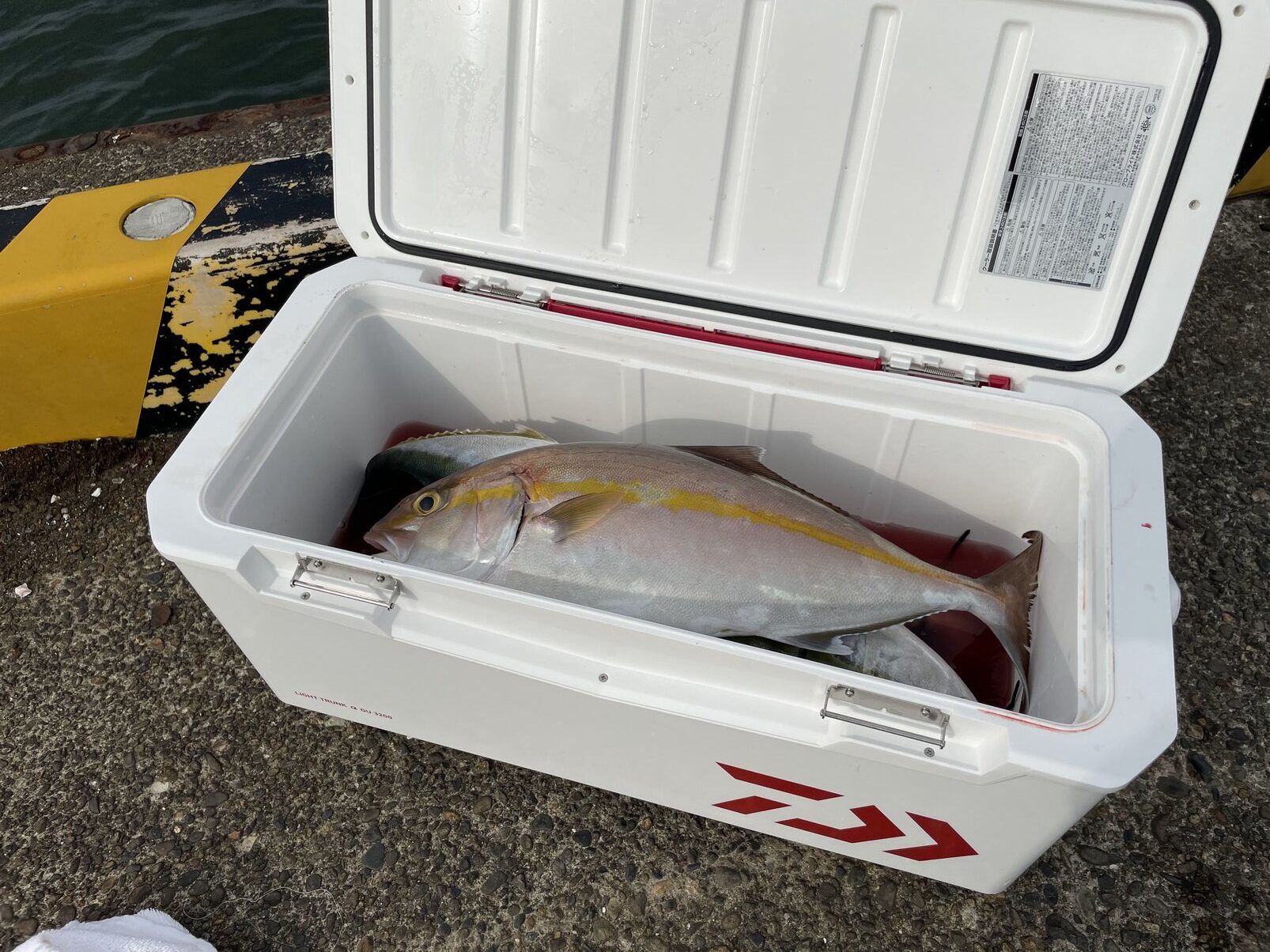 ダイワ(DAIWA) クーラーボックス ライトトランクα 24~32リットル ダイワ(DAIWA) クーラーボックス ライトトランクα 24~32リットル  ダイワ(DAIWA) クーラーボックス ライトトランクα 24~32リットル ダイワ(DAIWA) クーラーボックス ライトトランクα S2400  ブルー 釣り 24 ...